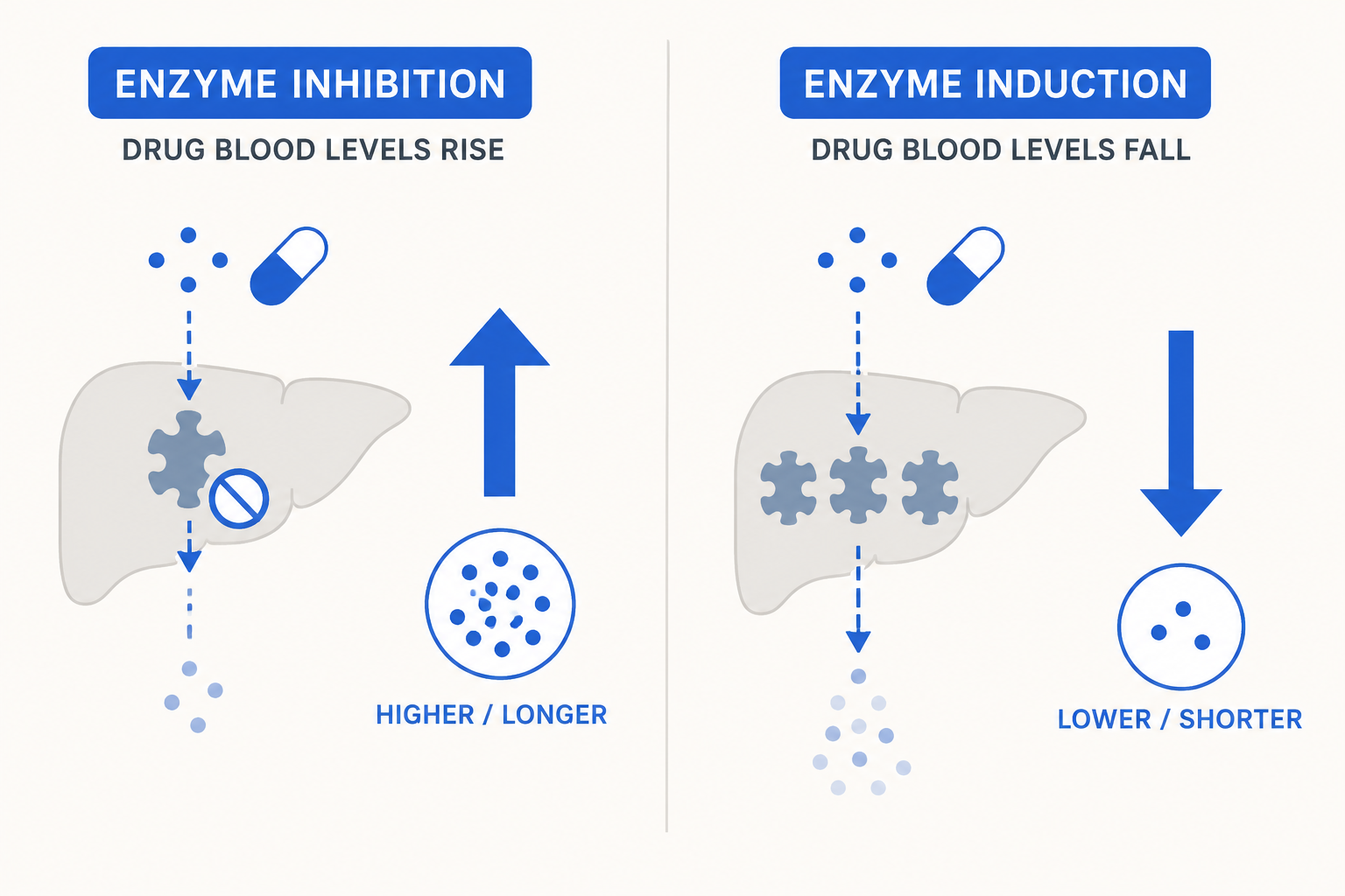 Diagram showing how CYP450 enzymes mediate drug-drug interactions through inhibition and induction.